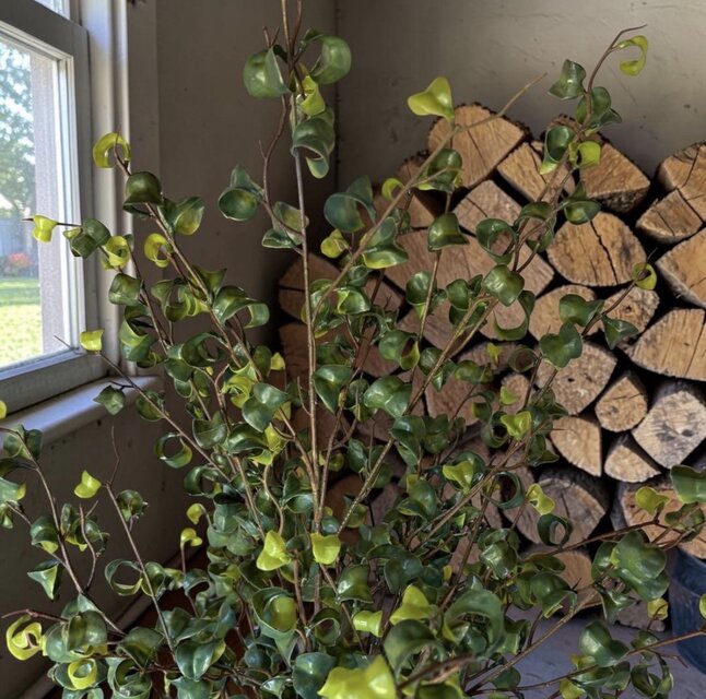 光触媒　人工観葉植物　ウォールグリーン　フェイクグリーン　ベンジャミンバロック2 光触媒 人工観葉植物 ウォールグリーン フェイクグリーン ベンジャミン