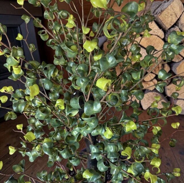 光触媒　人工観葉植物　ウォールグリーン　フェイクグリーン　ベンジャミンバロック2 光触媒 人工観葉植物 ウォールグリーン フェイクグリーン ベンジャミン