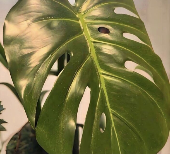 光触媒 人工観葉植物 ウォールグリーン フェイクグリーン モンステラ