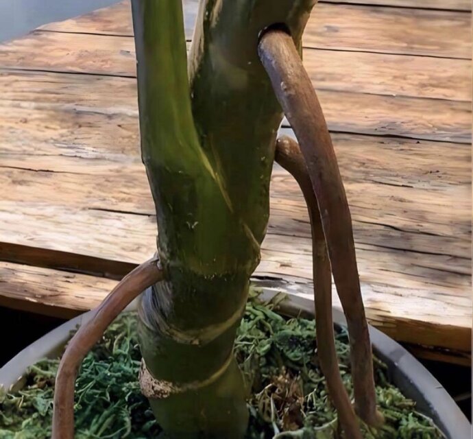 光触媒 人工観葉植物 ウォールグリーン フェイクグリーン モンステラ