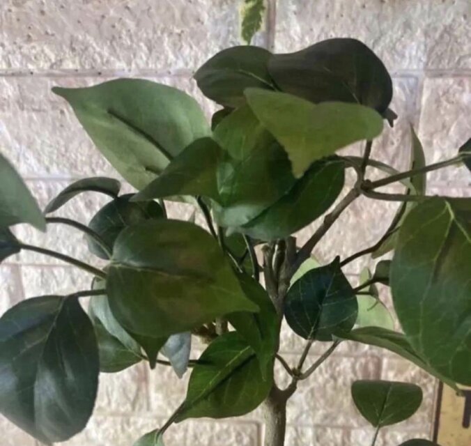光触媒 人工観葉植物 ウォールグリーン フェイクグリーン ガジュマル50