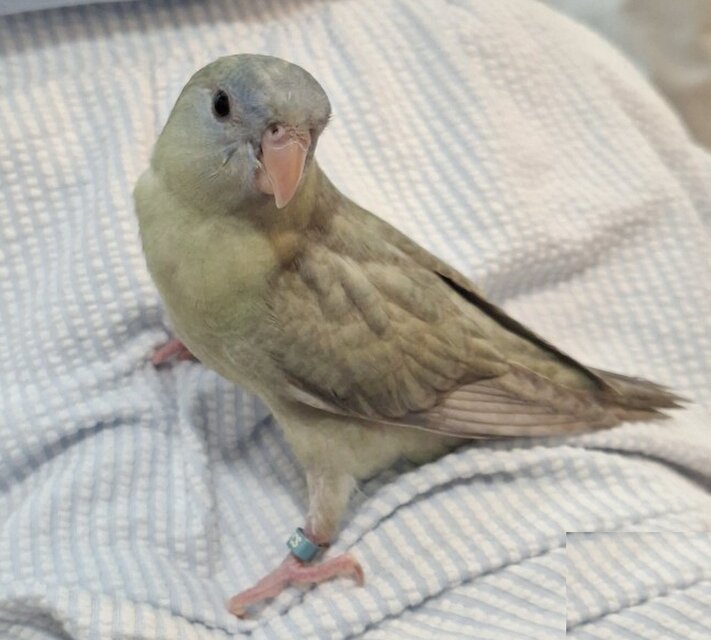 maasa26様専用ご注文ページ うちの子オーダー作成：サザナミインコ