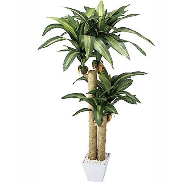 光触媒 観葉植物 ウォールグリーン フェイクグリーン 幸福の木