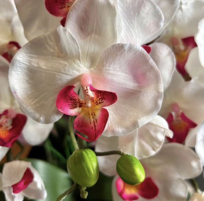 光触媒 人工観葉植物 ウォールグリーン フェイクグリーン 胡蝶蘭6541