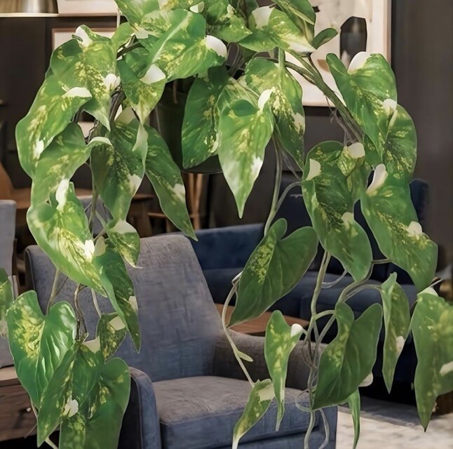 光触媒 観葉植物 ウォールグリーン フェイクグリーン ハンギングフィロ