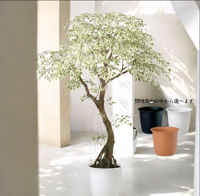 光触媒 人工観葉植物 フェイクグリーン ベンジャミナスターライトコ