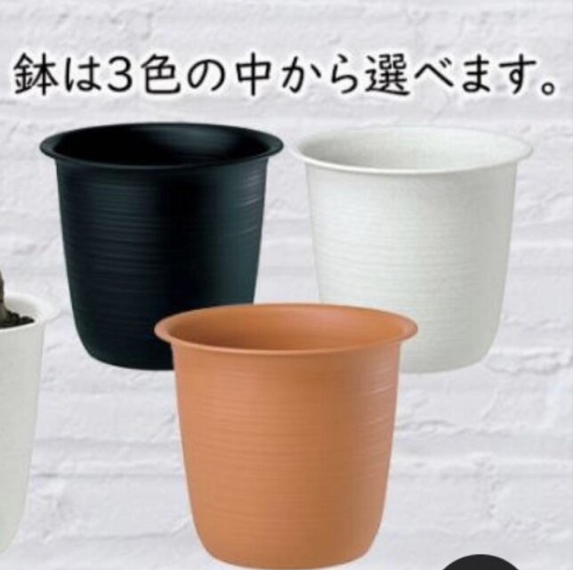 光触媒 人工観葉植物 フェイクグリーン ベンジャミナスターライトコ