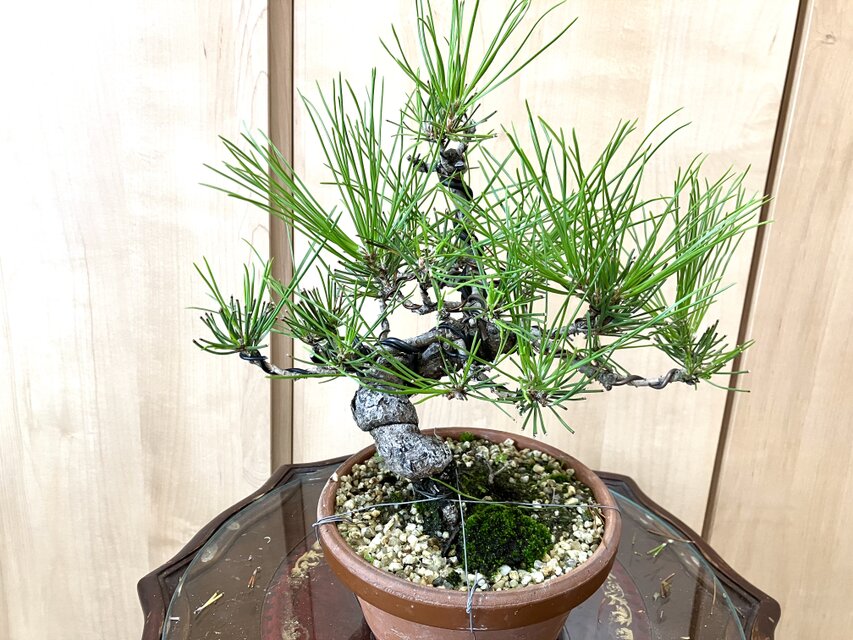 送料込み 黒松盆栽 28cm 9/30現在 盆栽 ! | iichi 日々の暮らしを