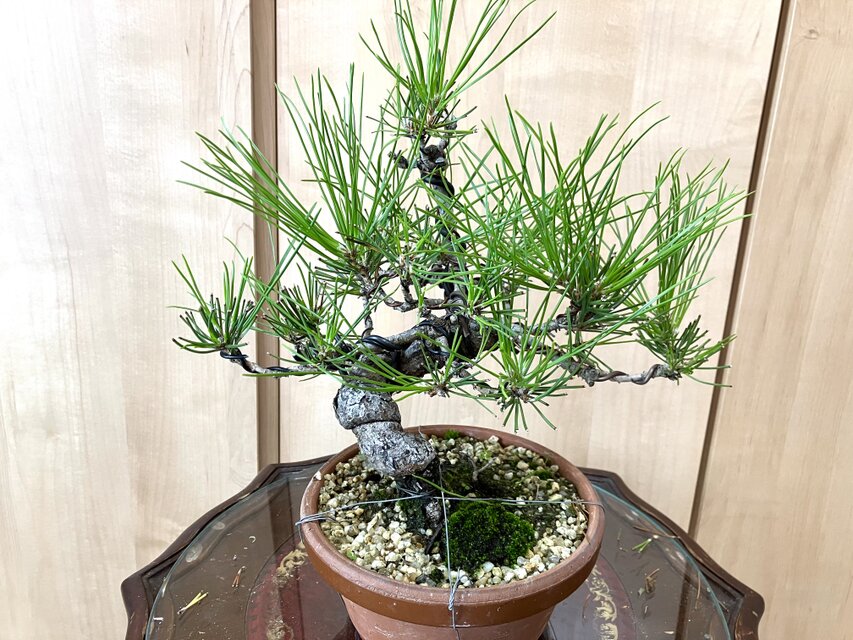 送料込み 黒松盆栽 28cm 9/30現在 盆栽 ! | iichi 日々の暮らしを