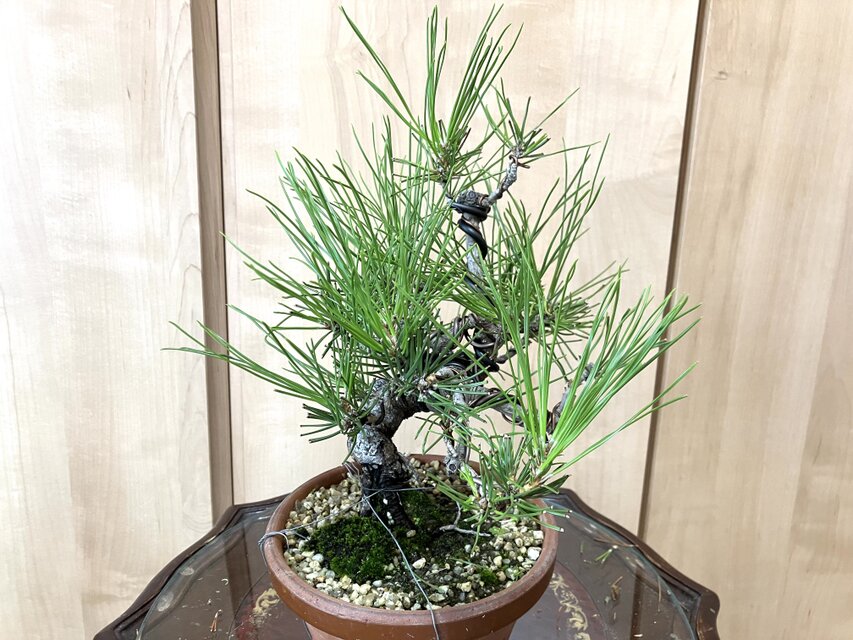 黒松盆栽　21cm 盆栽　匿名配送　‼️ 送料込み 黒松盆栽 28cm 9/30現在 盆栽 ! | iichi 日々の暮らしを