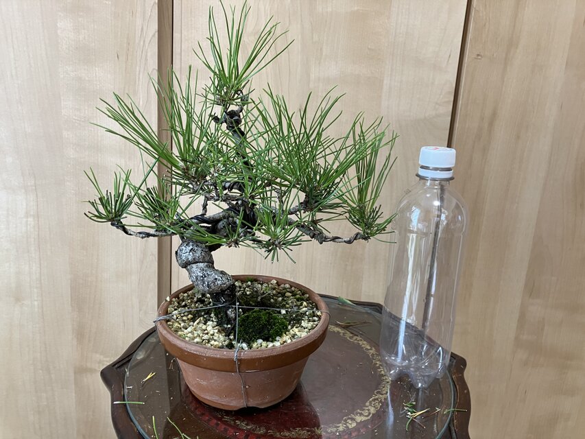 送料込み 黒松盆栽 28cm 9/30現在 盆栽 ! | iichi 日々の暮らしを