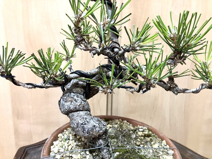 盆栽 黒松　28cm 匿名配送 ‼️ 送料込み 黒松盆栽 28cm 盆栽 ! | iichi 日々の暮らしを心地よくする