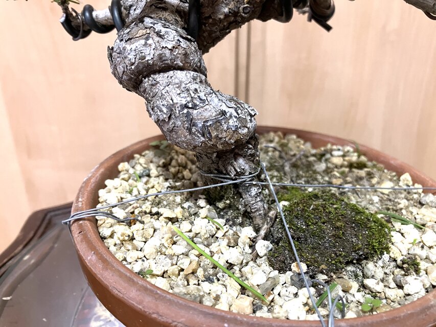 盆栽 黒松　28cm 匿名配送 ‼️ 送料込み 黒松盆栽 28cm 盆栽 ! | iichi 日々の暮らしを心地よくする