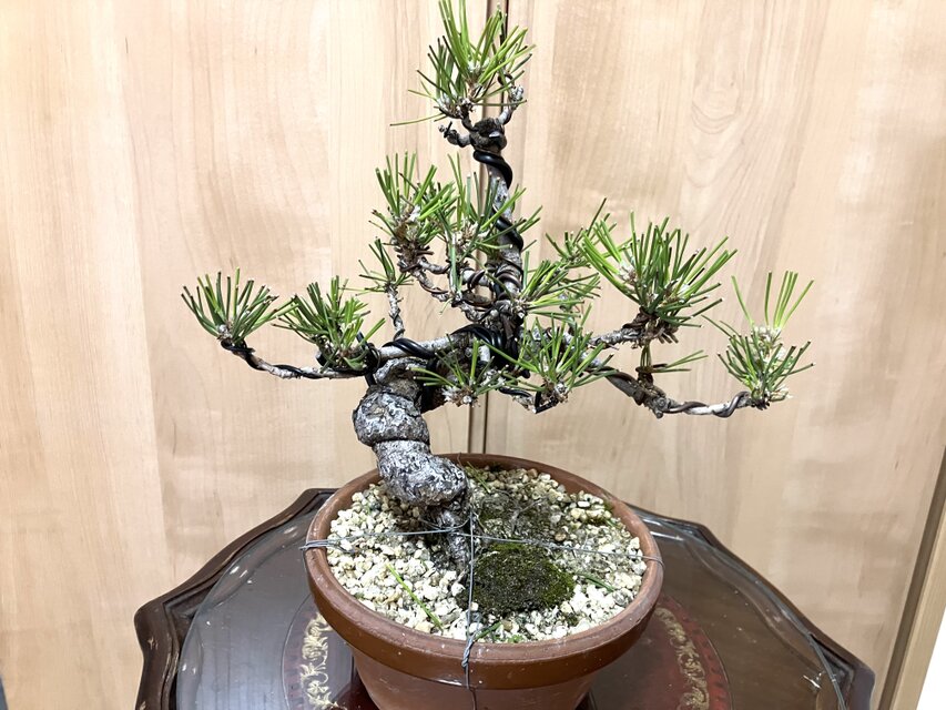 送料込み 黒松盆栽 28cm 盆栽 ! | iichi 日々の暮らしを心地よくする
