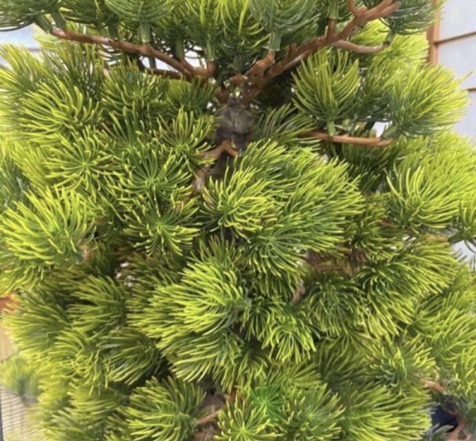 光触媒 人工観葉植物 ウォールグリーン フェイクグリーン 盆栽6470