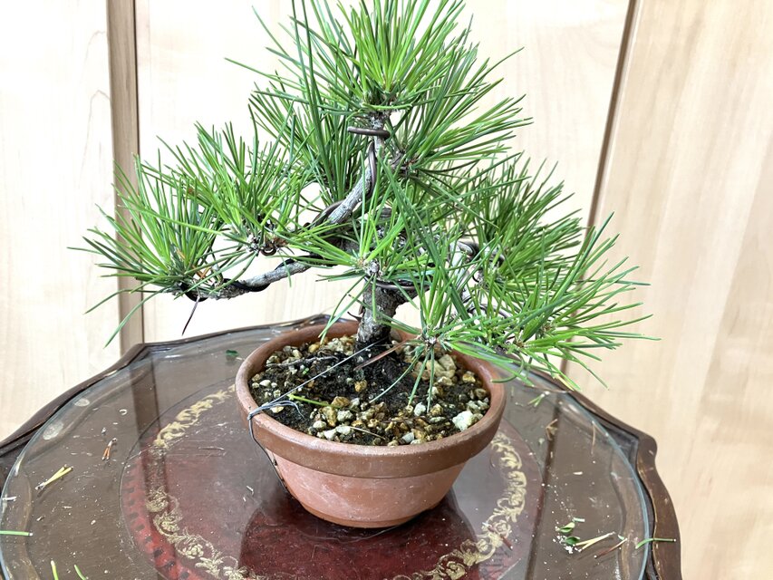 送料込み 黒松盆栽 22cm 9/30現在 盆栽 ！ | iichi 日々の暮らしを