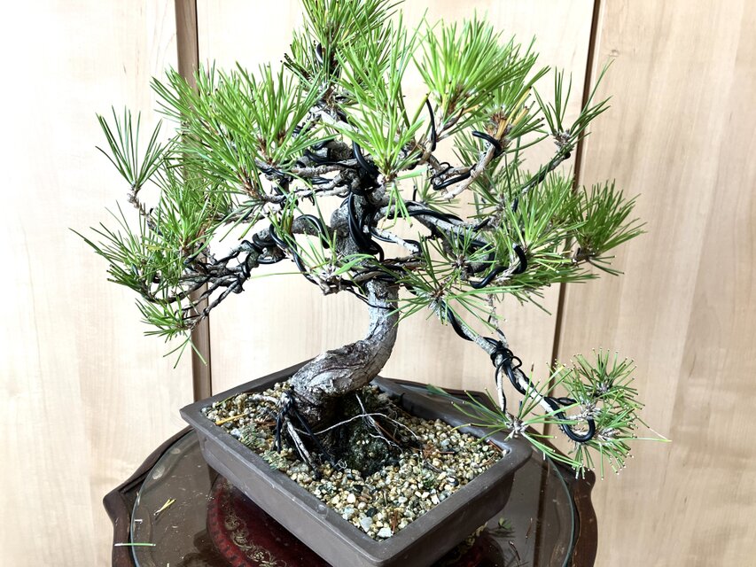 送料込み 9/30現在 黒松盆栽 32×35cm | iichi 日々の暮らしを心地よく