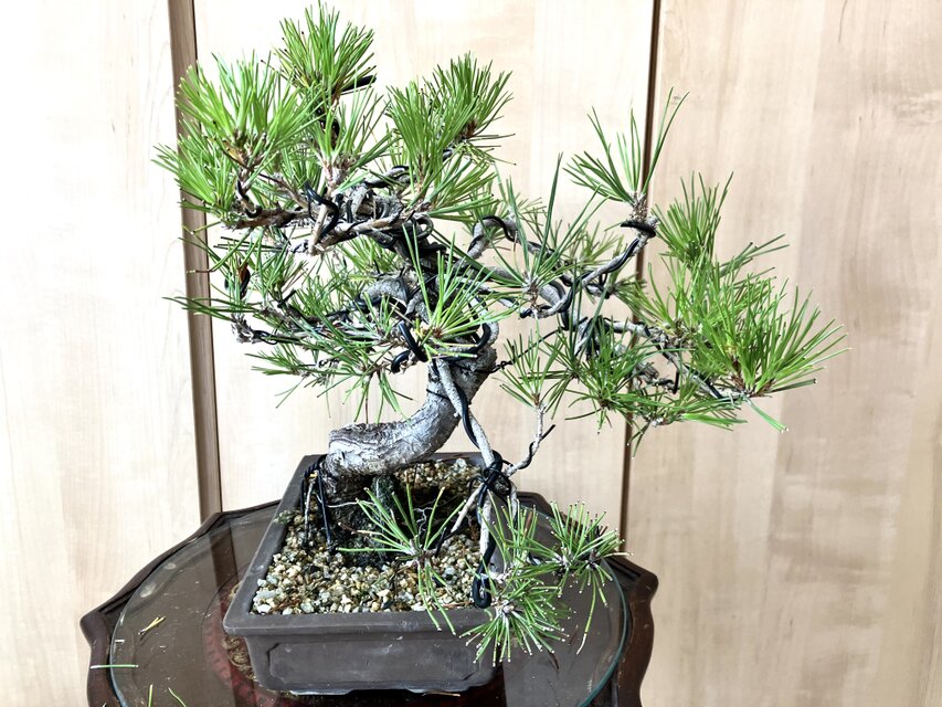 送料込み 9/30現在 黒松盆栽 32×35cm | iichi 日々の暮らしを心地よく