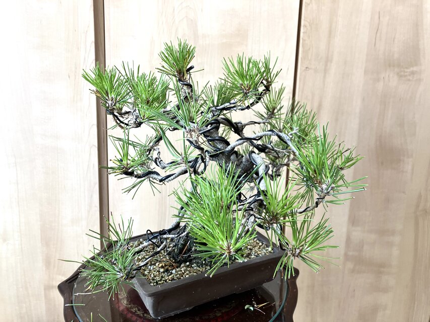 送料込み 9/30現在 黒松盆栽 32×35cm | iichi 日々の暮らしを心地よく
