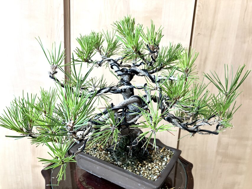 送料込み 9/30現在 黒松盆栽 32×35cm | iichi 日々の暮らしを心地よく