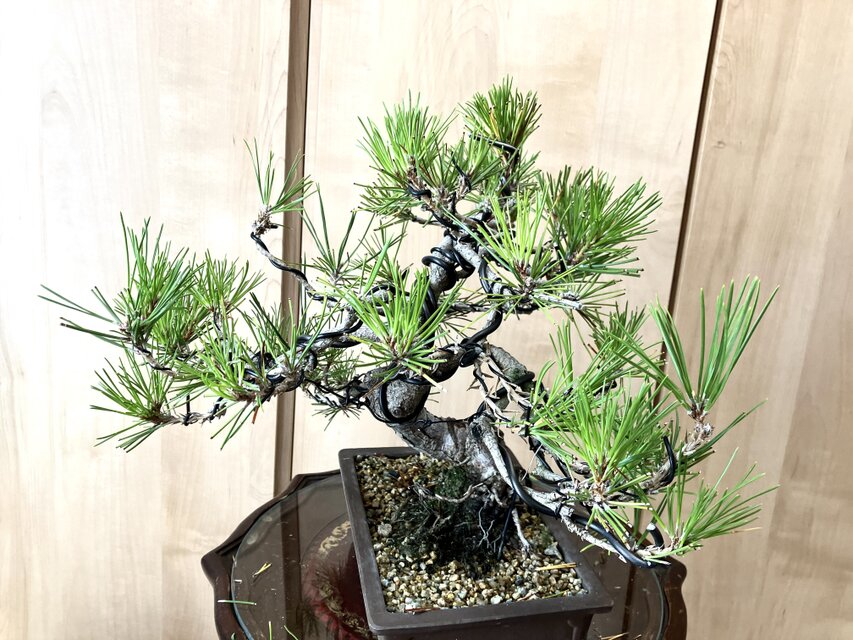 送料込み 9/30現在 黒松盆栽 32×35cm | iichi 日々の暮らしを心地よく