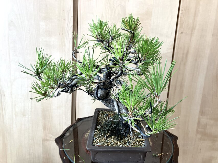 送料込み 9/30現在 黒松盆栽 32×35cm | iichi 日々の暮らしを心地よく