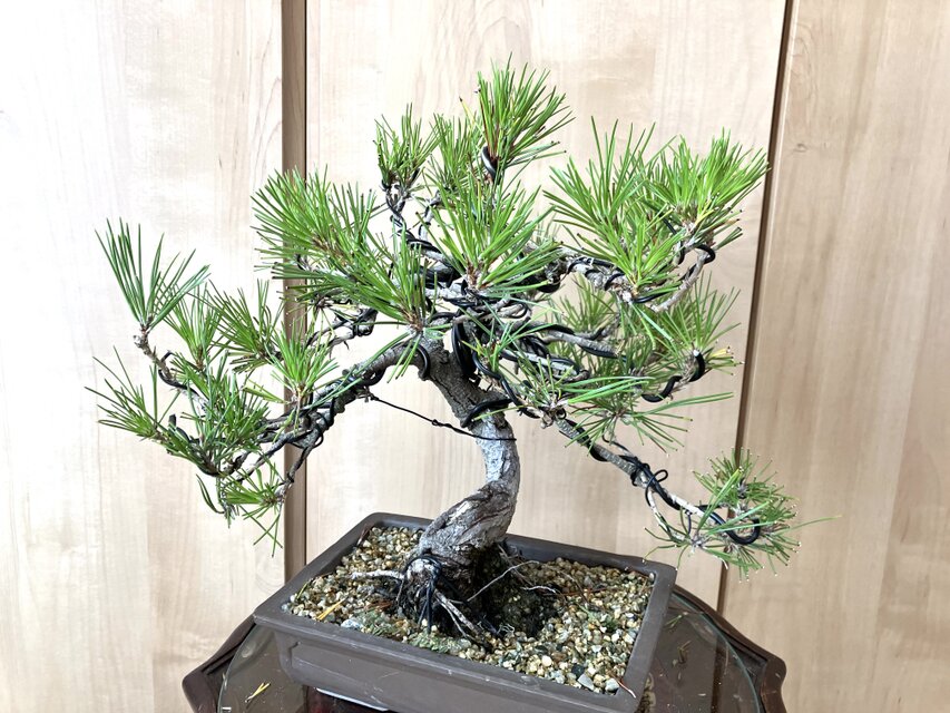 送料込み 9/30現在 黒松盆栽 32×35cm | iichi 日々の暮らしを心地よく