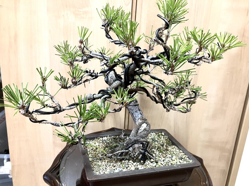 送料込み 黒松盆栽 32×35cm | iichi 日々の暮らしを心地よくする