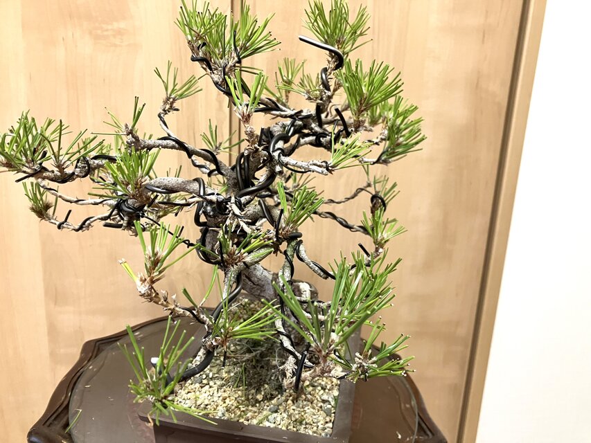 送料込み 黒松盆栽 32×35cm | iichi 日々の暮らしを心地よくする