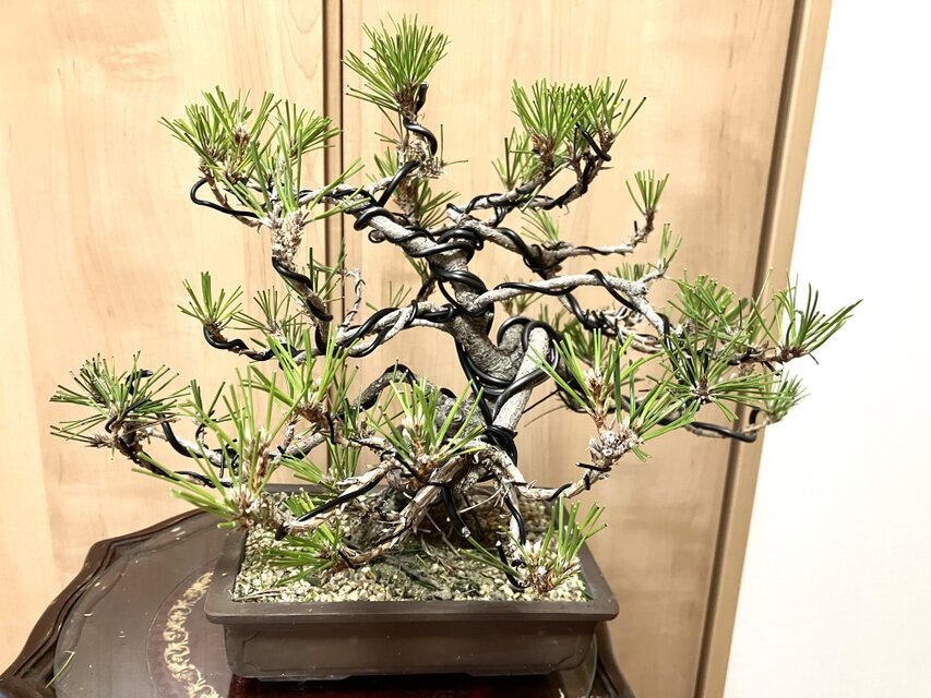 送料込み 黒松盆栽 32×35cm | iichi 日々の暮らしを心地よくする