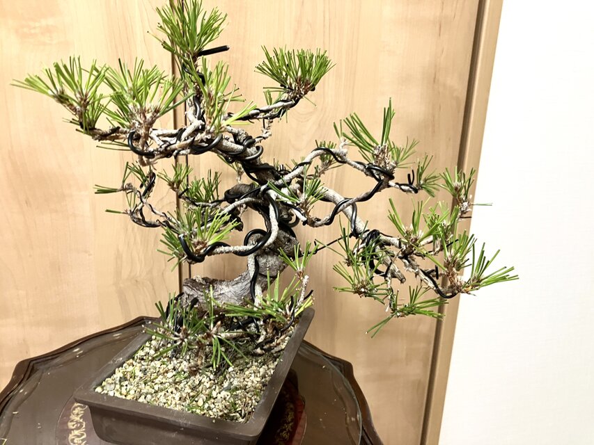 送料込み 黒松盆栽 32×35cm | iichi 日々の暮らしを心地よくする