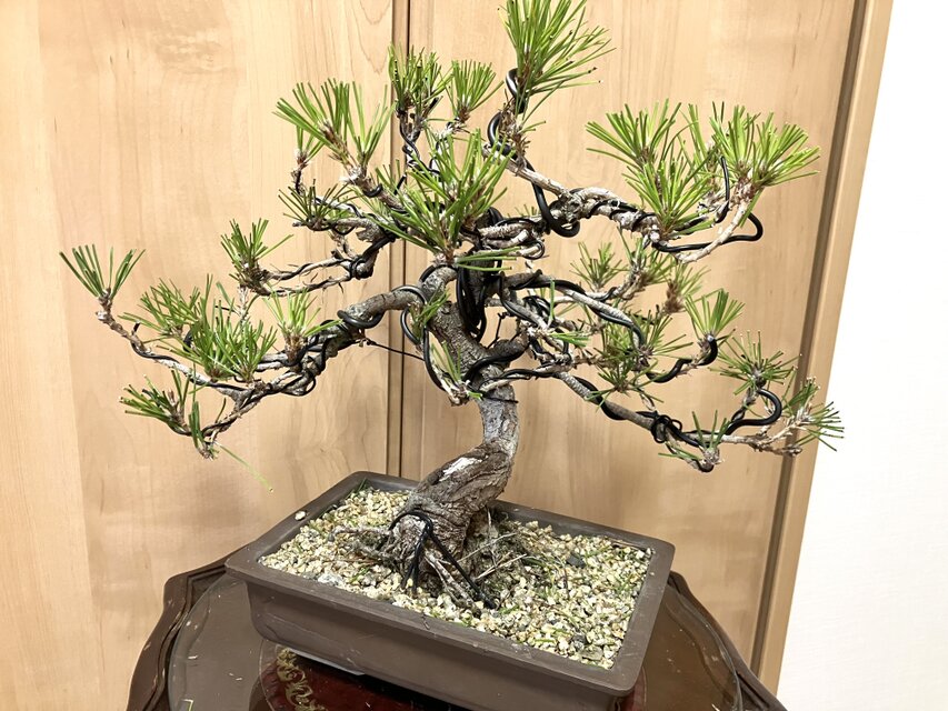 送料込み 黒松盆栽 32×35cm | iichi 日々の暮らしを心地よくする
