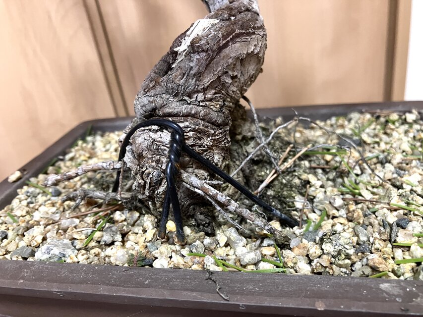 送料込み 黒松盆栽 32×35cm | iichi 日々の暮らしを心地よくする