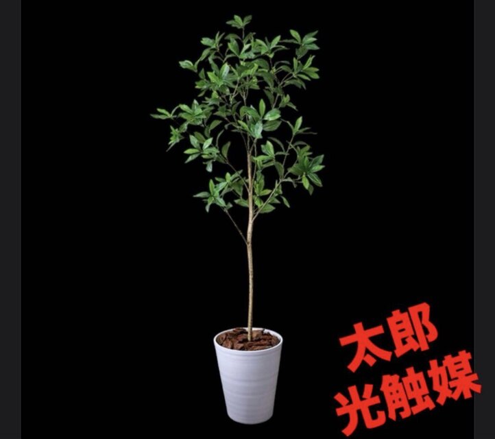 光触媒　観葉植物　ウォールグリーン　フェイクグリーン　フレッシュアセビ1.65 光触媒 人工観葉植物 ウォールグリーン フェイクグリーン アセビ8322