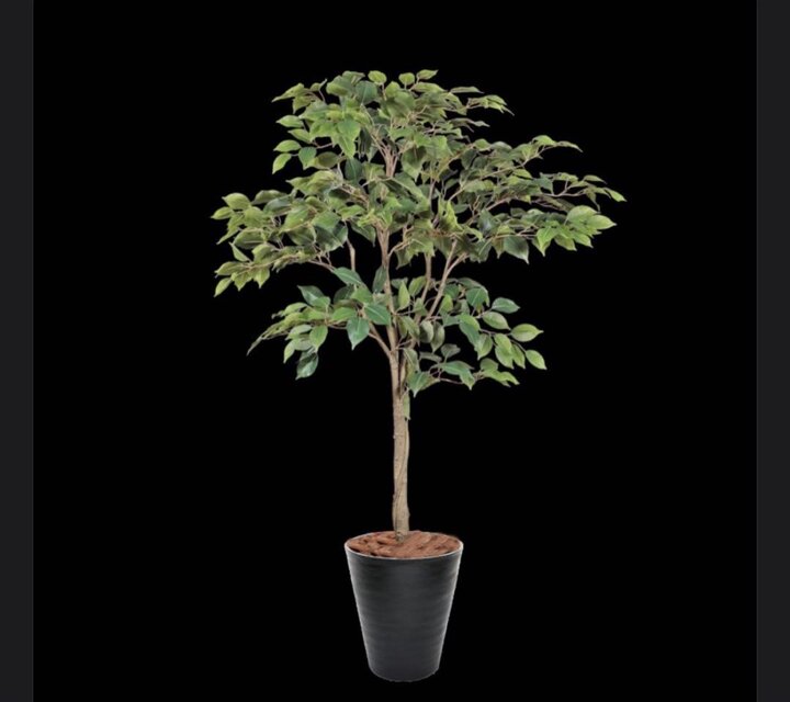 光触媒 人工観葉植物 ウォールグリーン フェイクグリーン ベンジャミン