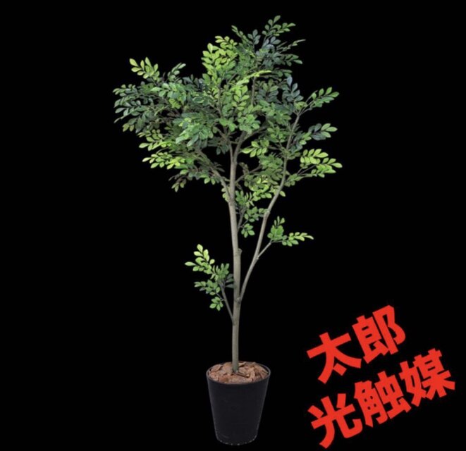 光触媒　人工観葉植物　ウォールグリーン　フェイクグリーン　トネリコ1123 光触媒 人工観葉植物 ウォールグリーン フェイクグリーン トネリコ1123