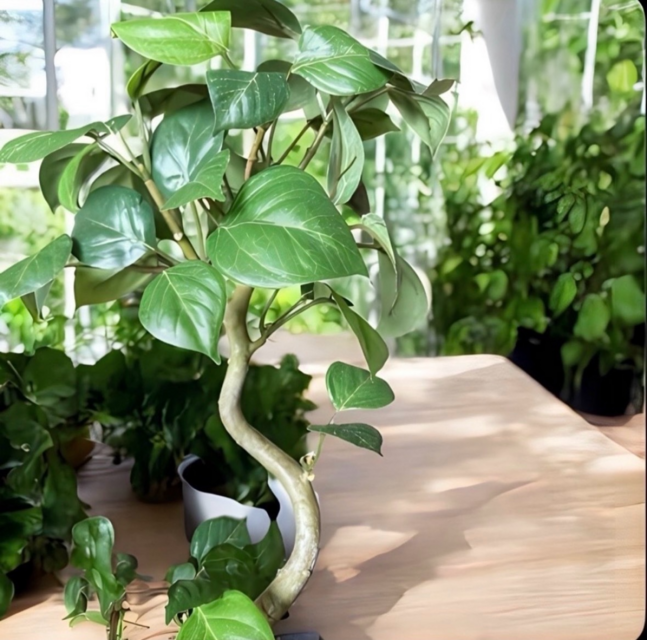光触媒 人工観葉植物 ウォールグリーン フェイクグリーン ガジュマル42