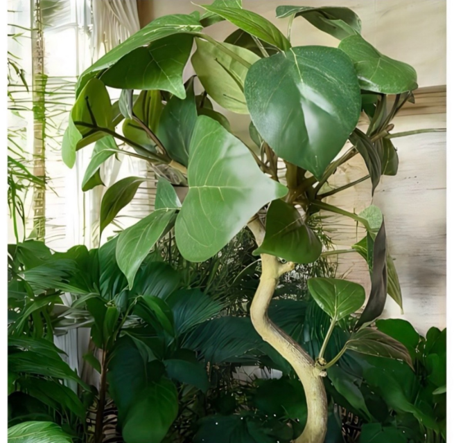 光触媒 人工観葉植物 ウォールグリーン フェイクグリーン ガジュマル42