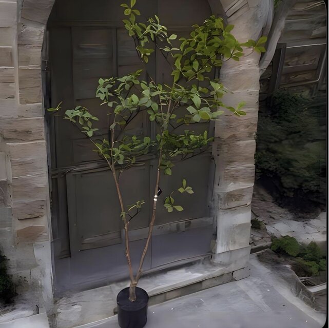 光触媒　人工観葉植物　ウォールグリーン　フェイクグリーン　マダガスカルアーモンド 光触媒 人工観葉植物 ウォールグリーン フェイクグリーン マダガスカル