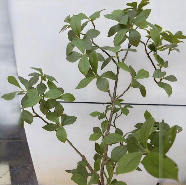 光触媒 人工観葉植物 ウォールグリーン フェイクグリーン マダガスカル