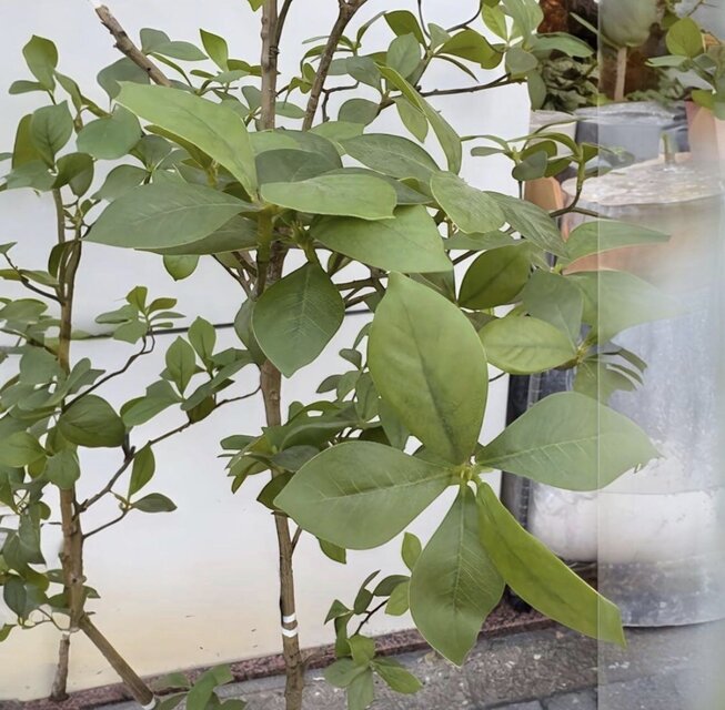 光触媒 人工観葉植物 ウォールグリーン フェイクグリーン マダガスカル