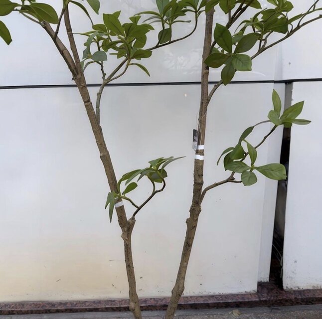 光触媒 人工観葉植物 ウォールグリーン フェイクグリーン マダガスカル