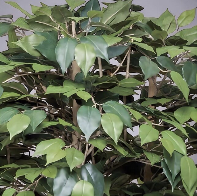 光触媒 人工観葉植物 ウォールグリーン フェイクグリーン ベンジャミン