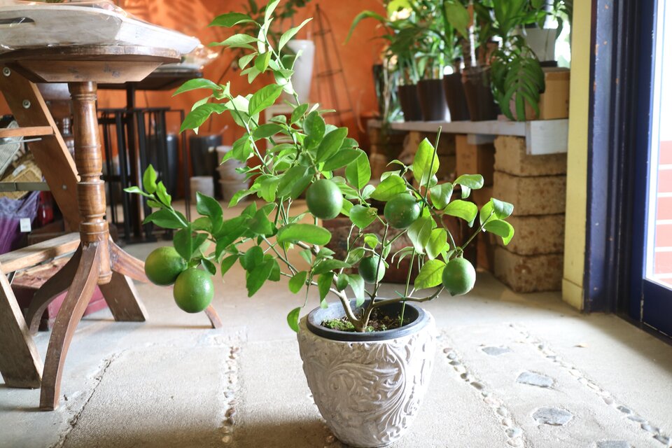 現物 実付き♡ちょっと大きな トゲなし レモンの木 ＜ビアフランカ＞ E