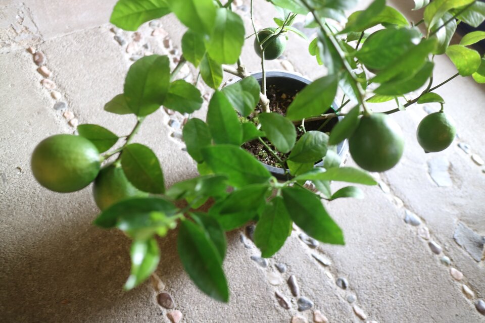 現物 実付き♡ちょっと大きな トゲなし レモンの木 ＜ビアフランカ＞ E