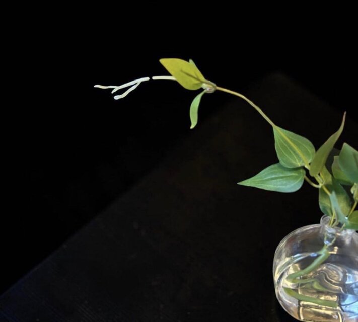 光触媒 人工観葉植物 ウォールグリーン フェイクグリーン マジカル