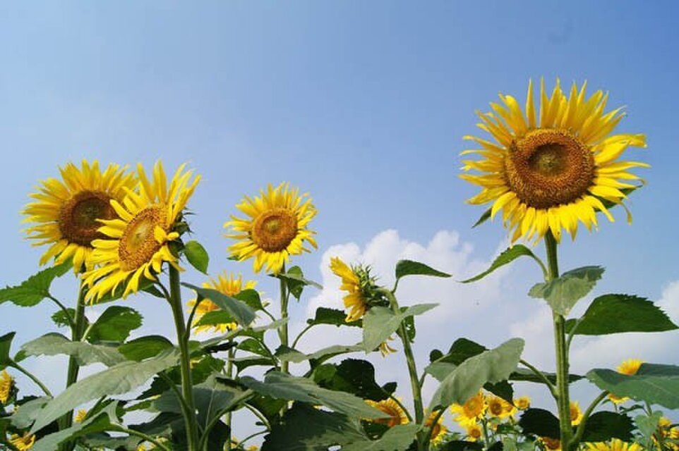 なつかしの山・思い出の花シリーズ「茅が岳・ひまわり」 | iichi 日々