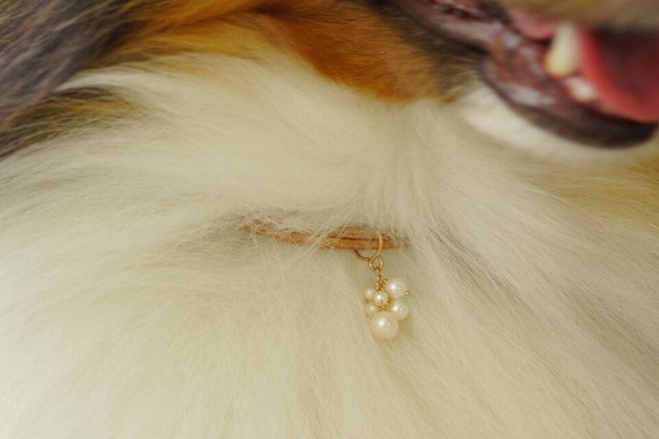 K14GF つぶつぶ淡水パールDOGネックレス 迷子札カプセル付