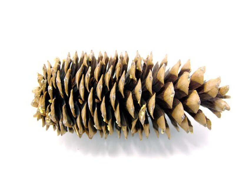 シュガーパインコーン