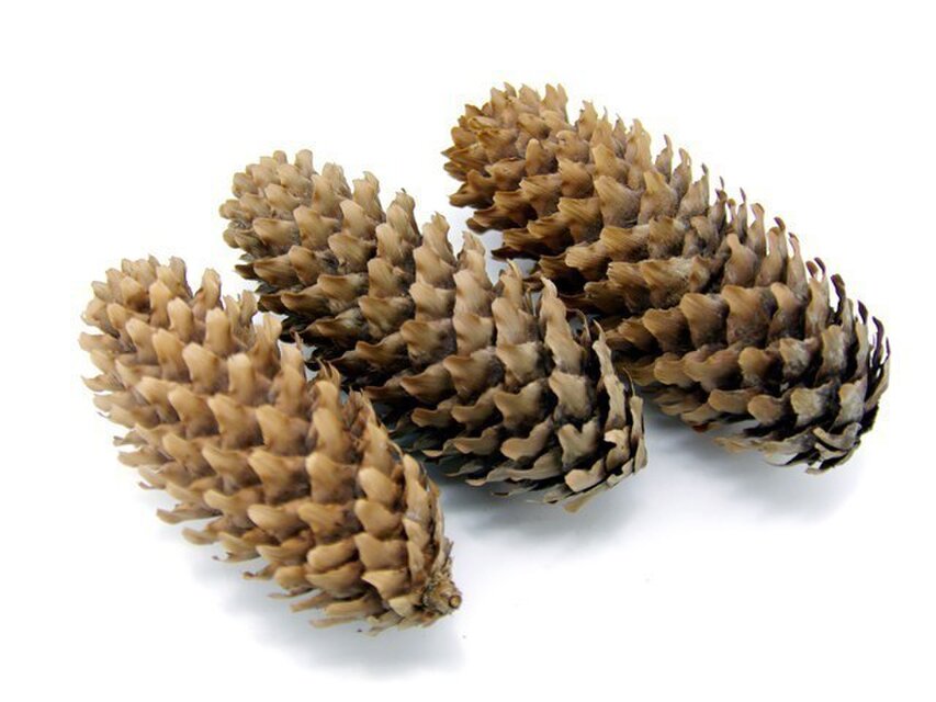 ドイツトウヒ | iichi 日々の暮らしを心地よくするハンドメイドや